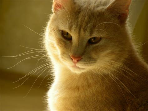 Fotos Gratis Luz De Sol Mascota Gatito Felino Lavar Fauna De