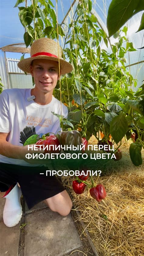 Нетипичный фермер | Фиолетовый перец пробовали? Перец Маврас подходит ...