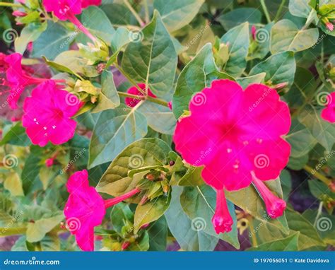 Varias Flores Moradas Y Rosas Sobre Un Fondo De Follaje Brillante