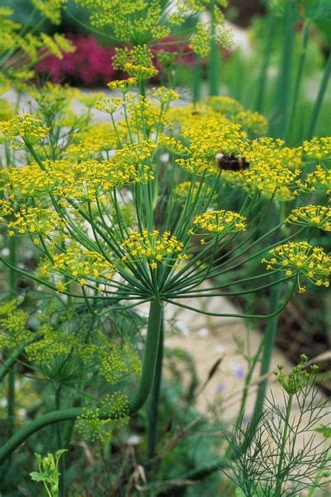 Growing Dill: A Complete Guide - Growfully