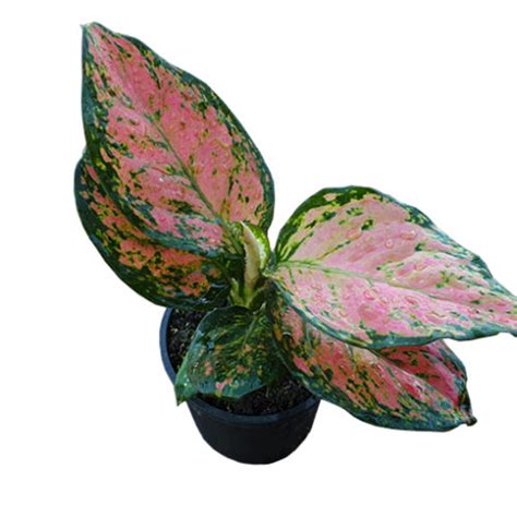 Aglaonema Red Valentine Mm The Jungle Collective