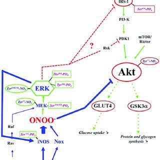 Schematic Representation Of The Putative Mechanisms Involved In The