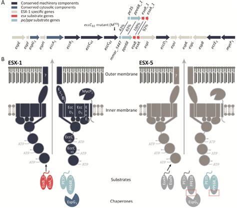 Schematic representation of the esx-1 locus and the ESX-1 and ESX-5 ... 