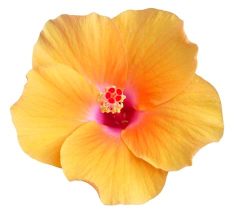 Premium Photo Yellow Hibiscus Flower Isolated On White Background