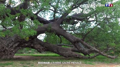 Baobab L Arbre Sacr Menac