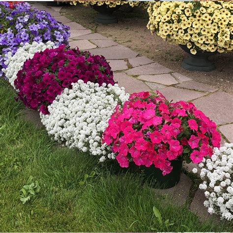 Петуния Capella