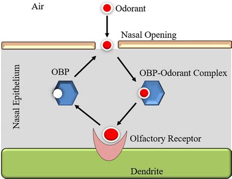 Model Of Obp Function Obps Selectively Binds Odorant And Transfer Them