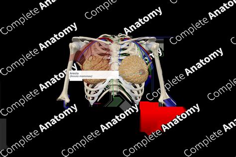 Areola | Complete Anatomy