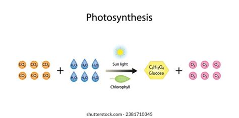 Photosynthesis Equation Photos, Images & Pictures | Shutterstock