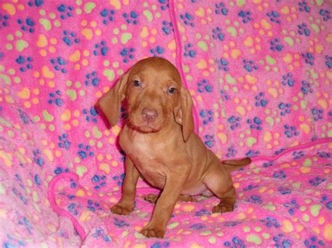 Hungarian Vizsla Puppies For Sale | Las Vegas, NV #166828