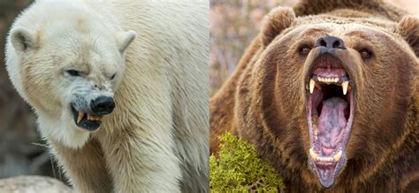Polar Bear vs Grizzly bear: Who Wins Based on the Science?