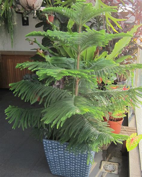 ohiPPo's backyard: Norfolk Island Pine