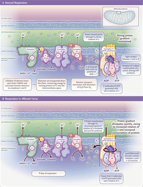 Oxidative Phosphorylation Pathway 