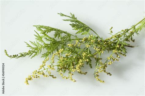 Einjaehriger Beifuss Artemisia Annua Stock Foto Adobe Stock