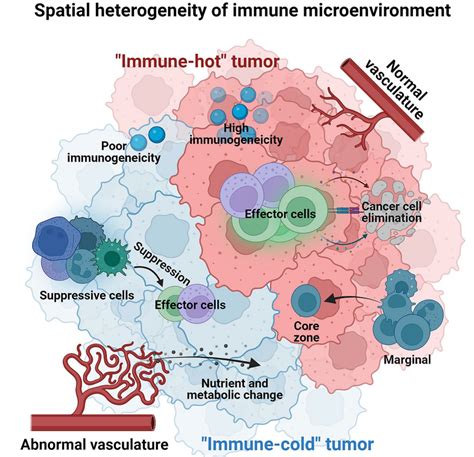肿瘤免疫微环境的异质性 MedSci cn