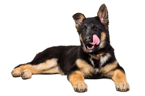 Best Grain Free Dog Food For German Shepherds German Shepherd Dog Hq