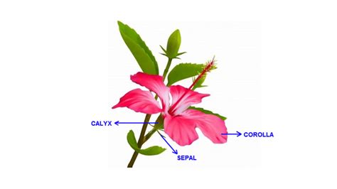 Differentiate between calyx and corolla.