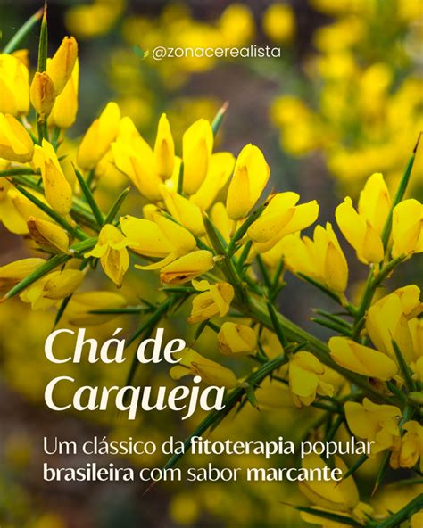 Chá De Carqueja A Noite - Chá de Carqueja: Um clássico da fitoterapia popular brasileira com sab ...