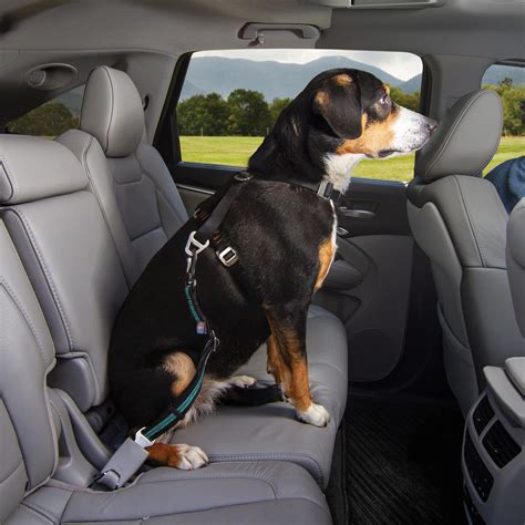 Auto Honden Gordel Four Paws On Tour