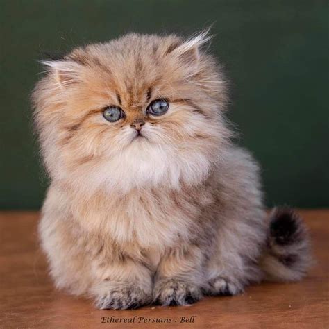 Very Fluffy Kitten