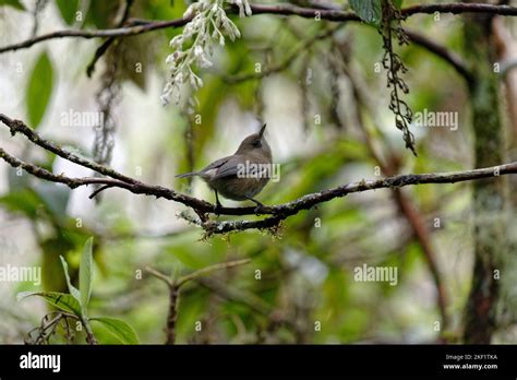 Oiseau Blanc De Lile De La Réunion Stock Photo Alamy
