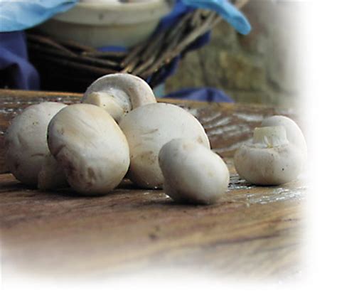 White Mushrooms $3.00 to $3.50 lb | The Mushroom Cap