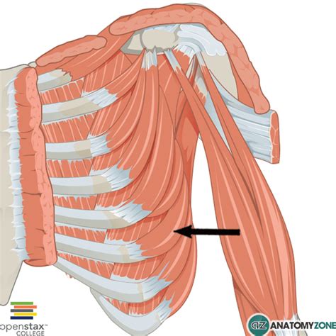 serratus anterior anatomyzone