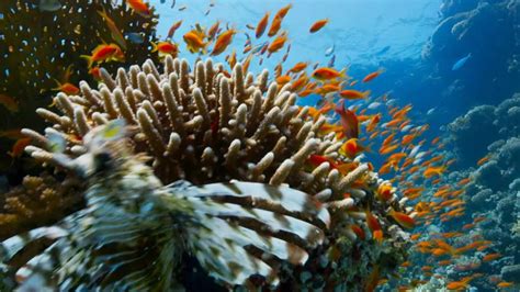 Go Deeper with ‘Blue Planet II’ | Planet Earth: Blue Planet II | BBC ...