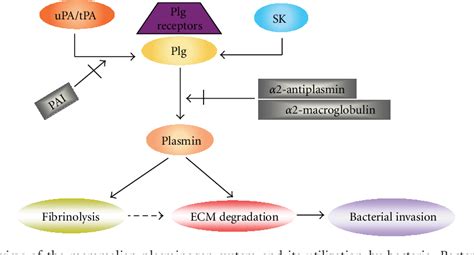 Figure 1 from Bacterial Plasminogen Receptors Utilize Host Plasminogen ...