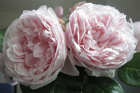 Роза Шарифа Асма — фото и описание сорта с отзывами