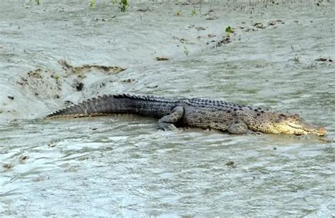 saltwater crocodile description habitat diet  interesting facts