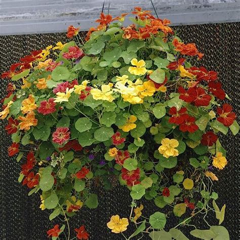 Outsidepride Lb Annual Nasturtium Climbing Vine Flower Seed Mix