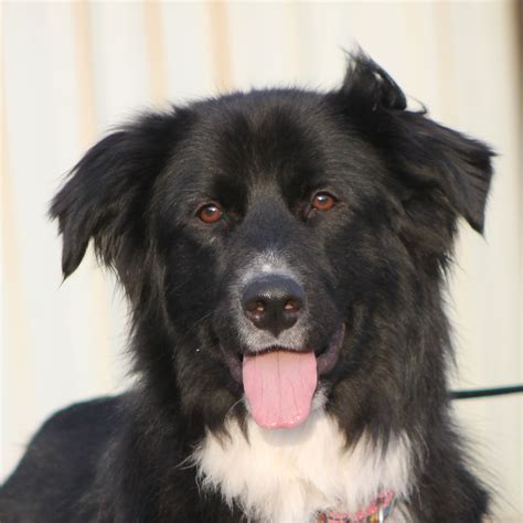Border Collie Newfoundland Mix - MIXREDP