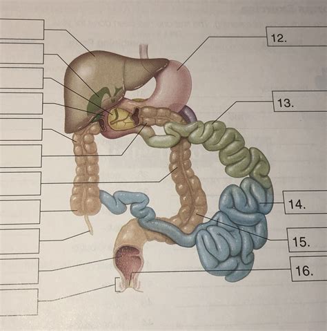 ch gastro part  diagram quizlet