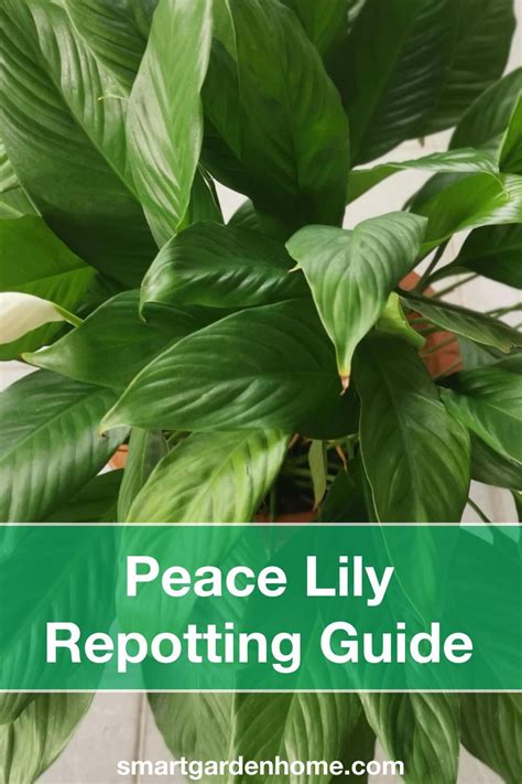 Peace Lily Repotting And Tips Peace Lily Care Peace Lily Plant Care Peace Lily Plant