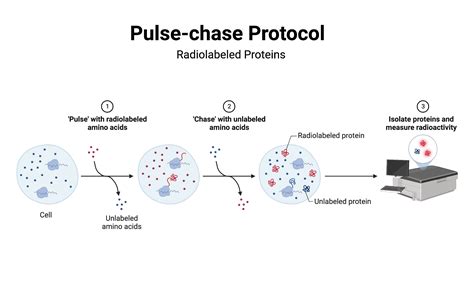 Pulse Chase Protocol Radiolabeled Proteins BioRender Science Templates