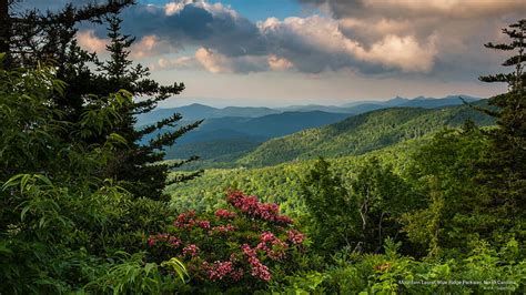 HD wallpaper: Mountain Laurel, Blue Ridge Parkway, North Carolina, Spring/Summer | Wallpaper Flare