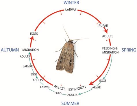 Frontiers The Australian Bogong Moth Agrotis Infusa A Long Distance