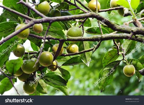 Kumquat Fruit Stock Photo 67638883 : Shutterstock