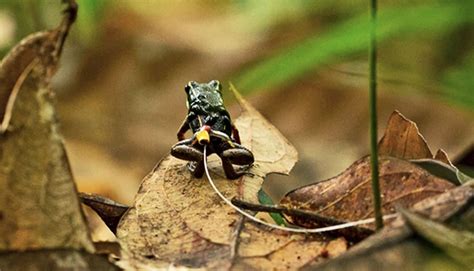 Frogs In Tiny Pants Gauge Sex Differences In Spatial Skills Futurity