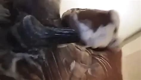 Sneak Peek Gay Asian Big Cock Porn Video Bd Xhamster Xhamster