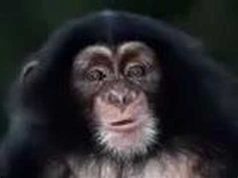 The Horny Monkey YouTube