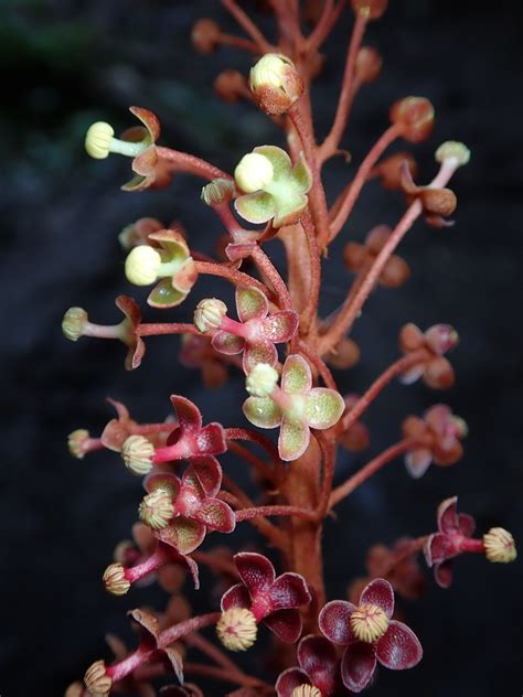 Nepenthes Pulchra Nepenthaceae