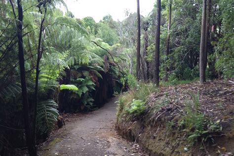 Discover Johnson Reserve A Relaxing Peaceful Walk