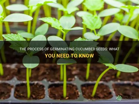 how long for cucumber seeds to germinate