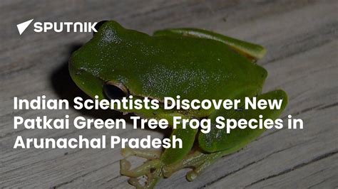 Indian Scientists Discover New Patkai Green Tree Frog Species