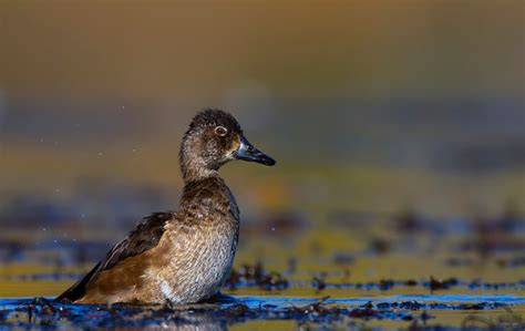 Hen Ringneck Duck