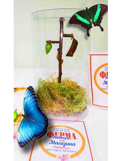 Живые бабочки - купить в интернет-магазине живых бабочек в Москве