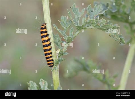 Cinnabar Moth Tyria Jacobaeae Stock Photo Alamy