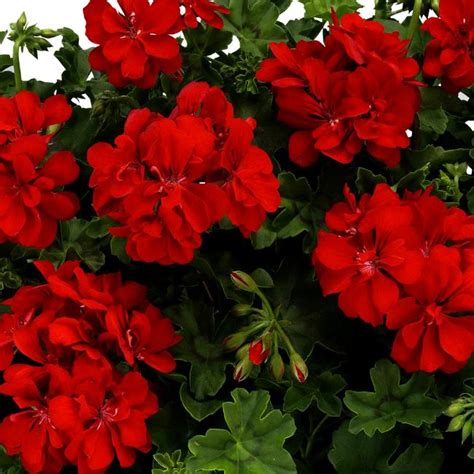 Ампельная плющелистная пеларгония (герань) BigX Red Devil: купить ...